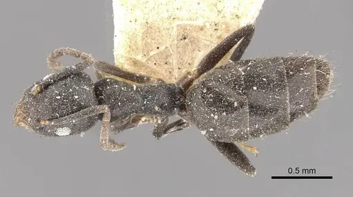 Technomyrmex albipes specimen CASENT0909789 image casent0909789_1