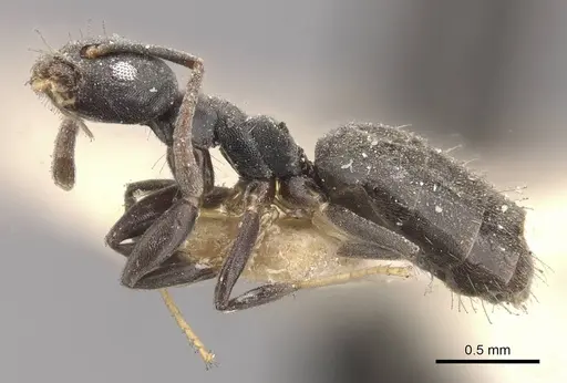 Technomyrmex albipes specimen CASENT0909789 image casent0909789_3