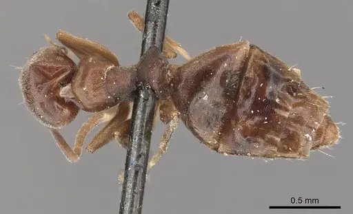 Technomyrmex albipes specimen CASENT0909792 image casent0909792_1