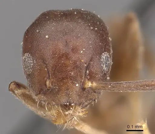 Technomyrmex albipes specimen CASENT0909792 image casent0909792_2