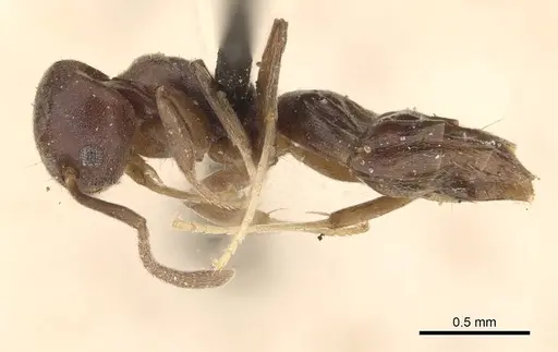 Technomyrmex albipes specimen CASENT0909792 image casent0909792_3