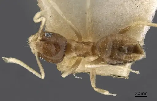 Technomyrmex albipes specimen CASENT0909806 image casent0909806_1