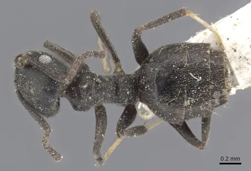 Technomyrmex albipes specimen CASENT0915552 image casent0915552_1
