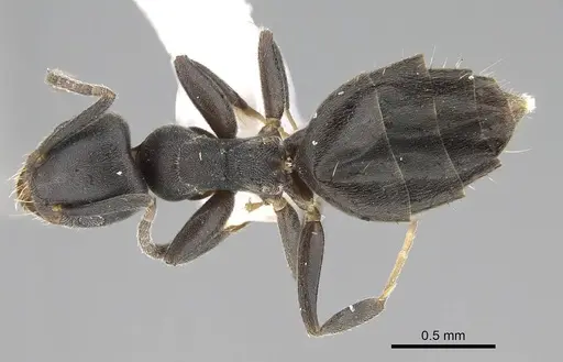 Technomyrmex albipes specimen CASENT0919862 image casent0919862_1