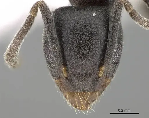 Technomyrmex albipes specimen CASENT0919862 image casent0919862_2