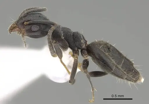 Technomyrmex albipes specimen CASENT0919862 image casent0919862_3