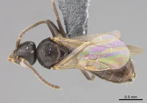Technomyrmex albipes specimen CASENT4024710 image casent4024710_1