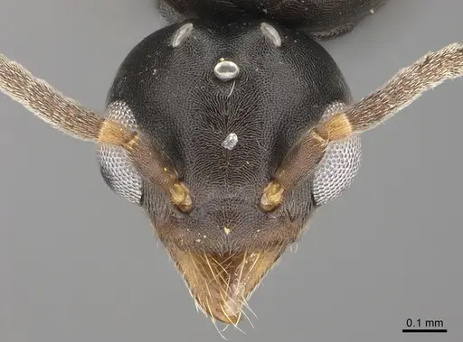 Technomyrmex albipes specimen CASENT4024710 image casent4024710_2