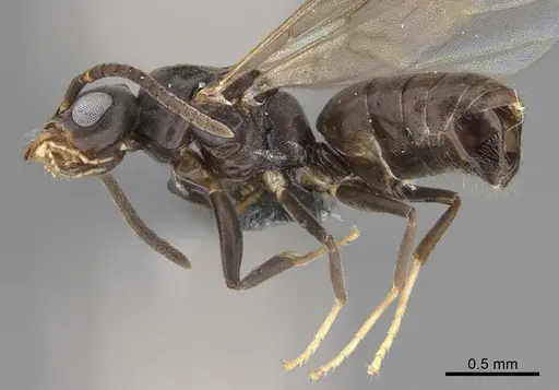 Technomyrmex albipes specimen CASENT4024710 image casent4024710_3