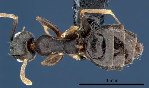 Technomyrmex albipes specimen CSIRONC0192 image csironc0192_1