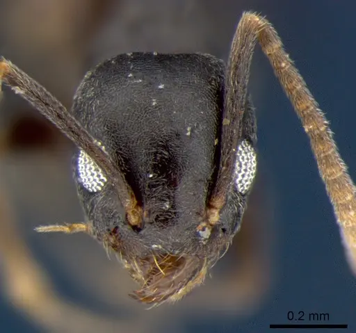 Technomyrmex albipes specimen CSIRONC0192 image csironc0192_2