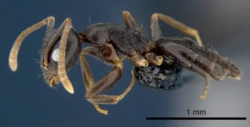 Technomyrmex albipes specimen CSIRONC0192 image csironc0192_3