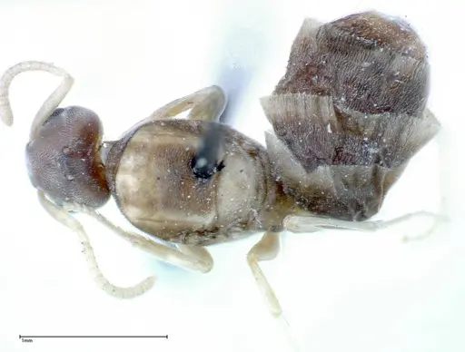 Technomyrmex albipes specimen FOCOL0181 image focol0181_1