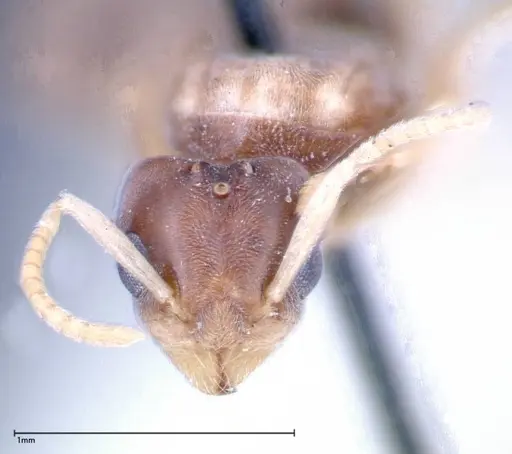 Technomyrmex albipes specimen FOCOL0181 image focol0181_2