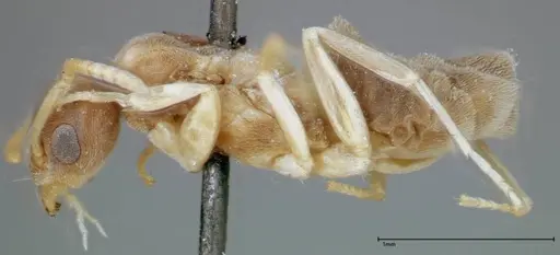 Technomyrmex albipes specimen FOCOL0181 image focol0181_3