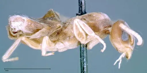 Technomyrmex albipes specimen FOCOL0181 image focol0181_4