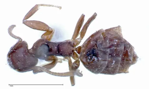 Technomyrmex albipes specimen FOCOL0182 image focol0182_1