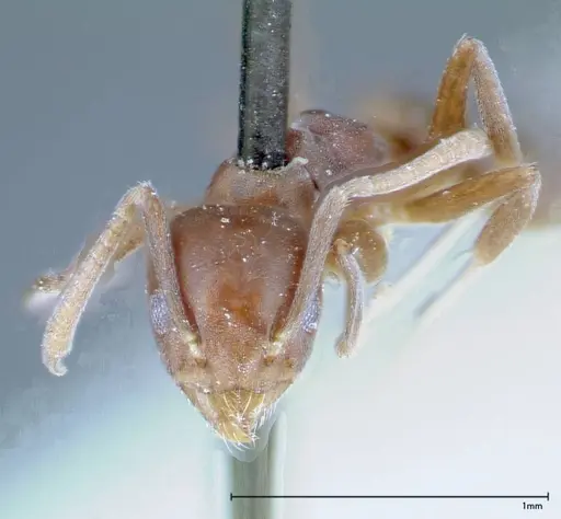 Technomyrmex albipes specimen FOCOL0182 image focol0182_2