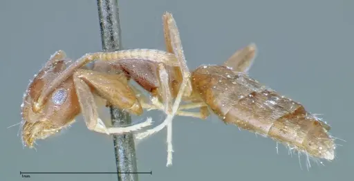 Technomyrmex albipes specimen FOCOL0182 image focol0182_3