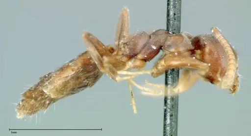 Technomyrmex albipes specimen FOCOL0182 image focol0182_4