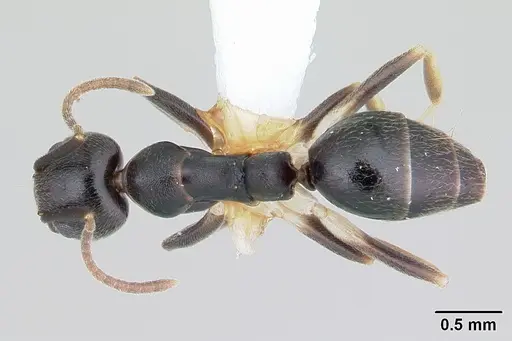 Technomyrmex andrei specimen CASENT0178273 image casent0178273_1