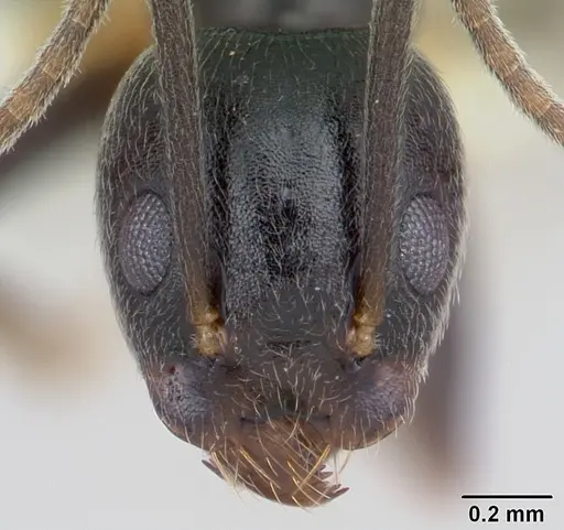 Technomyrmex andrei specimen CASENT0178273 image casent0178273_2