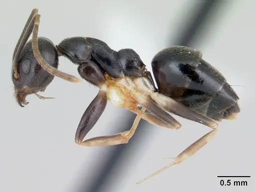 Technomyrmex andrei specimen CASENT0178273 image casent0178273_3