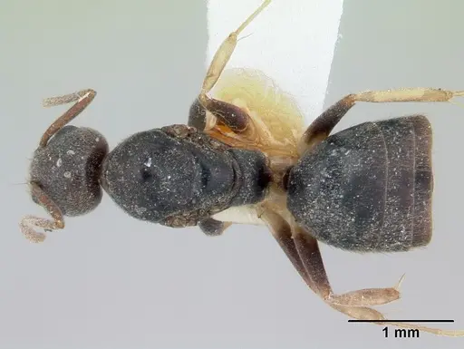 Technomyrmex andrei specimen CASENT0178274 image casent0178274_1