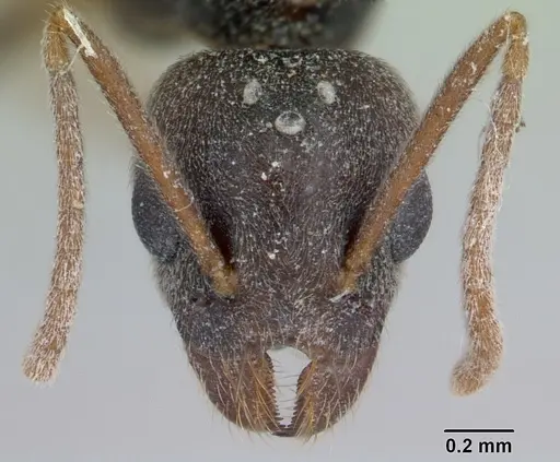Technomyrmex andrei specimen CASENT0178274 image casent0178274_2