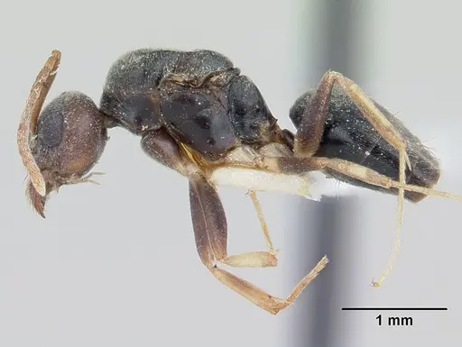 Technomyrmex andrei specimen CASENT0178274 image casent0178274_3