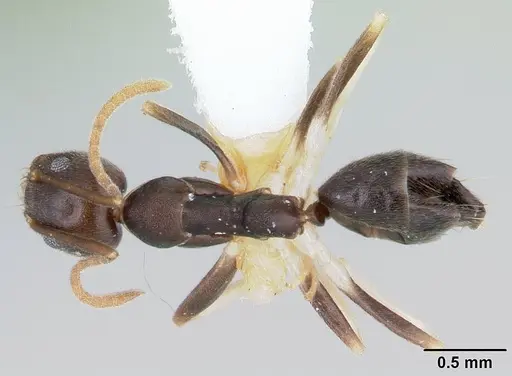 Technomyrmex andrei specimen CASENT0178280 image casent0178280_1