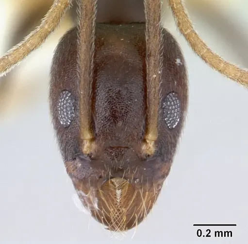 Technomyrmex andrei specimen CASENT0178280 image casent0178280_2