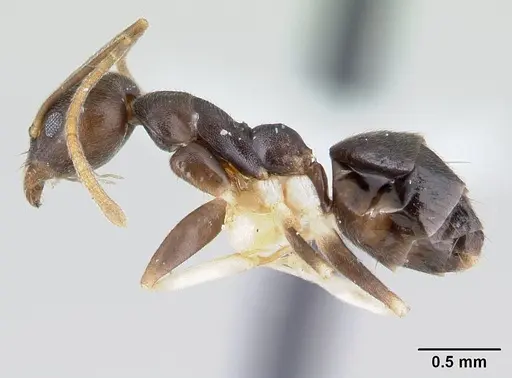 Technomyrmex andrei specimen CASENT0178280 image casent0178280_3