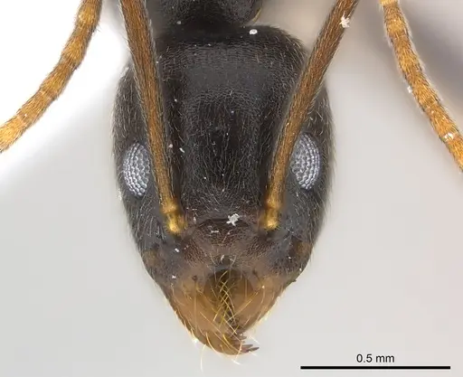 Technomyrmex andrei specimen CASENT0217126 image casent0217126_2