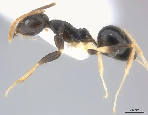 Technomyrmex andrei specimen CASENT0217126 image casent0217126_3