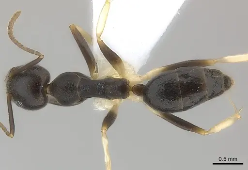 Technomyrmex andrei specimen CASENT0217168 image casent0217168_1