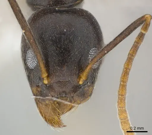 Technomyrmex andrei specimen CASENT0217168 image casent0217168_2