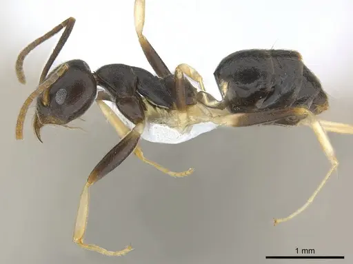 Technomyrmex andrei specimen CASENT0217168 image casent0217168_3