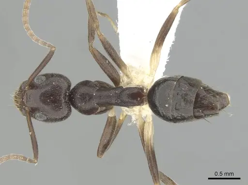 Technomyrmex andrei specimen CASENT0249776 image casent0249776_1