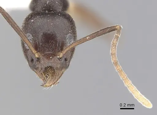 Technomyrmex andrei specimen CASENT0249776 image casent0249776_2
