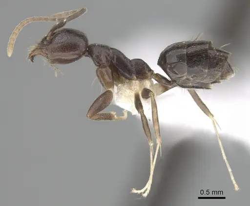 Technomyrmex andrei specimen CASENT0249776 image casent0249776_3