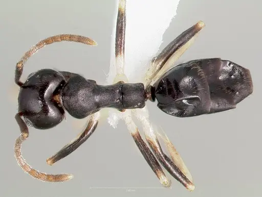 Technomyrmex andrei specimen CASENT0424015 image casent0424015_1
