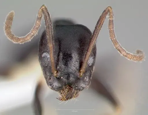 Technomyrmex andrei specimen CASENT0424015 image casent0424015_2