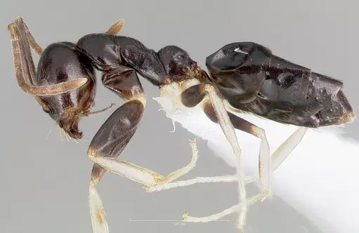 Technomyrmex andrei specimen CASENT0424015 image casent0424015_3