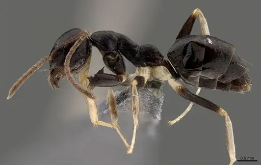 Technomyrmex andrei specimen CASENT0740870 image casent0740870_1