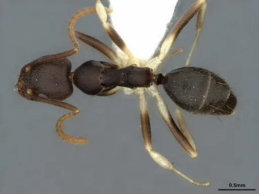 Technomyrmex andrei specimen CASENT0886032 image casent0886032_1