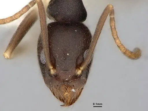 Technomyrmex andrei specimen CASENT0886032 image casent0886032_2