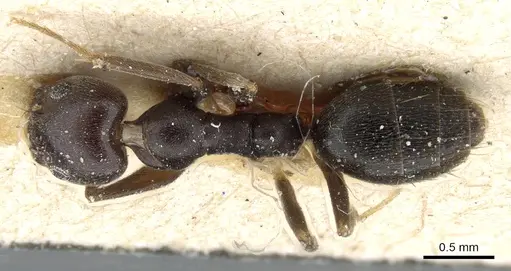 Technomyrmex andrei specimen CASENT0905067 image casent0905067_1