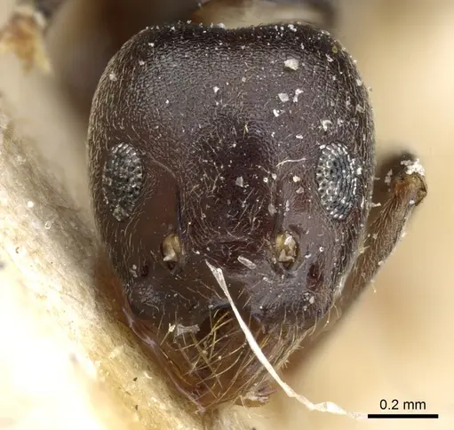 Technomyrmex andrei specimen CASENT0905067 image casent0905067_2