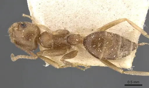 Technomyrmex andrei specimen CASENT0909758 image casent0909758_1